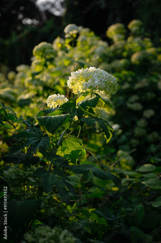 Hydrangea paniculata sort Limelight: hydrangea paniculata blooms on the Bush in the garden in summer Hydrangea paniculata sort Limelight: hydrangea paniculata blooms on the Bush in the garden in summer