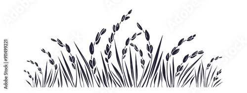 Rice field, grains. Farm plantation. Healthy food