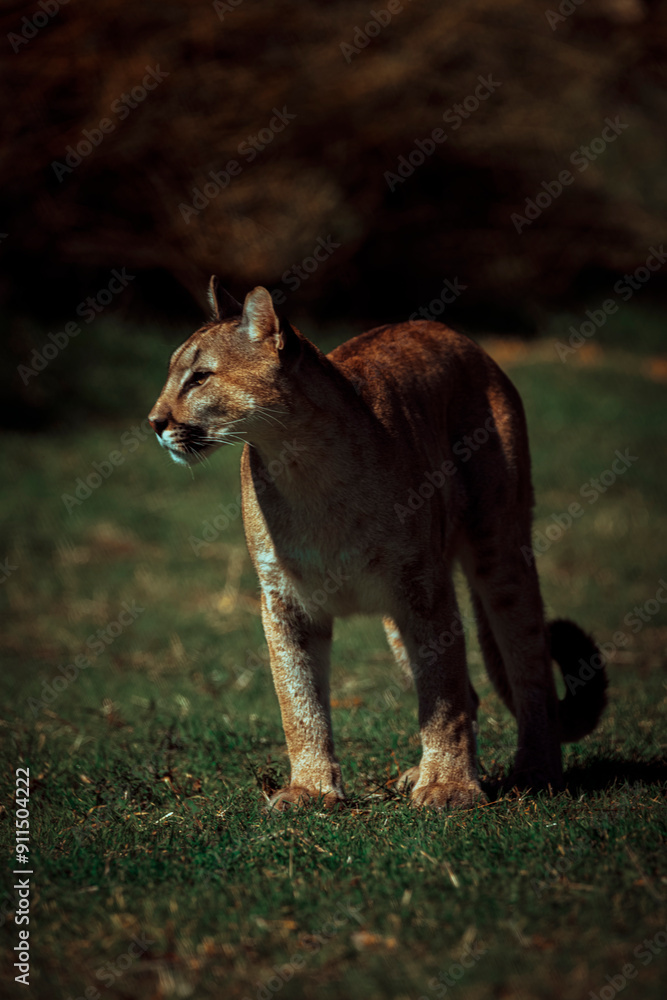 Fototapeta premium photograph of a puma specimen in the middle of nature