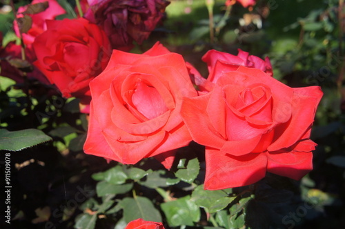 Pink Roses in Rose Garden