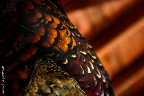 Fotografie Close Up of Patterned Bird Feathers
Macro view of overlapping bird feathers showing a detailed natural pattern, texture and warm earthy tones