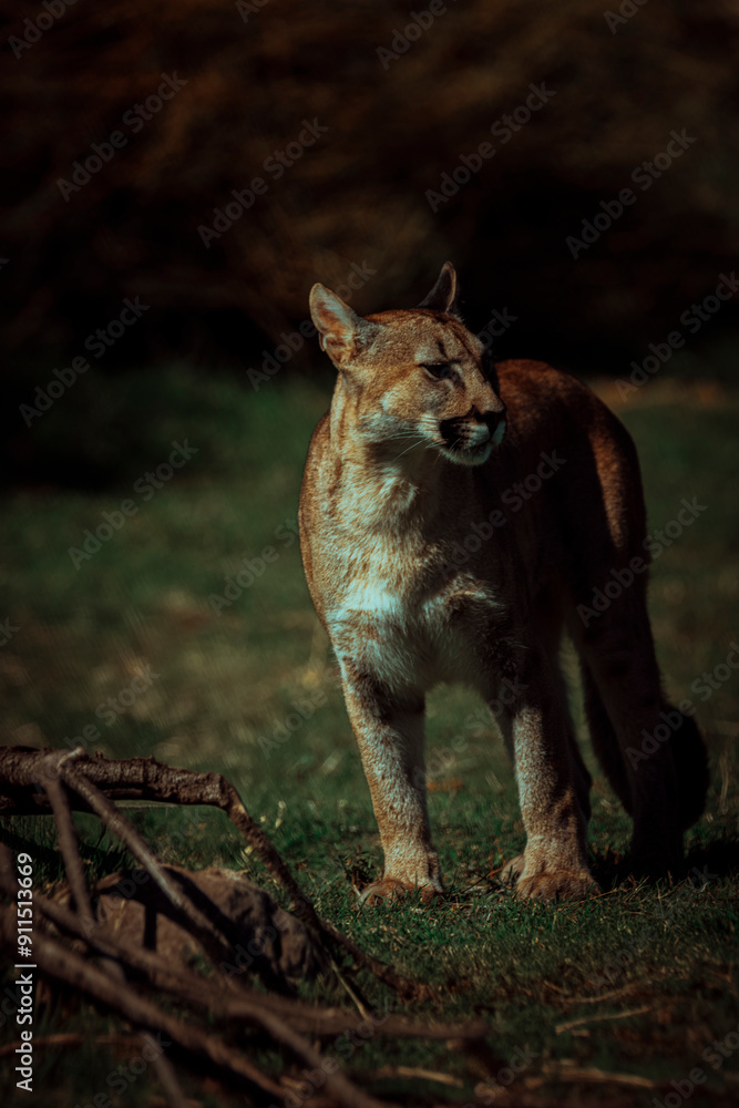 Obraz premium photograph of a puma in the wild