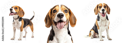 Happy beagle dog collection (sitting, standing, portrait, lying) isolated on a white background, animal bundle