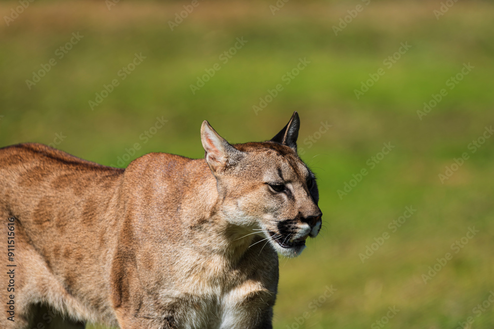 photograph of a puma in the wild photograph of a puma in the wild