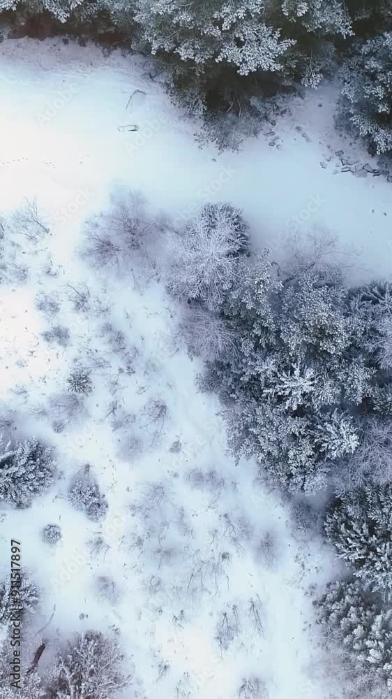 Aerial view of beautiful snow forrest during winter Aerial view of beautiful snow forrest during winter
