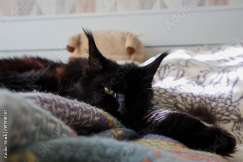 Black Maine Coon cat on bed.