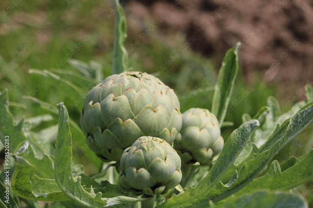 Fototapeta premium Artichaut