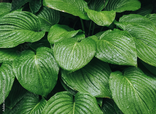 Green leaves of a hosta bush with drops of rainwater. Natural background with plant texture.