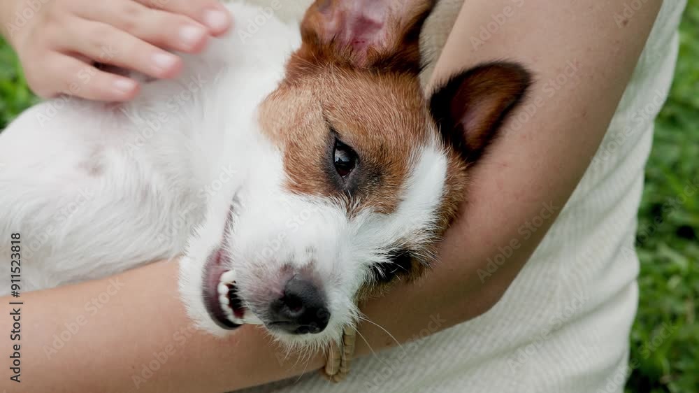 dog of the Jack Russell Terrier breed in the park on the green grass at sunset. A man's hand is stroking a doggie. dog of the Jack Russell Terrier breed in the park on the green grass at sunset. A man's hand is stroking a doggie.