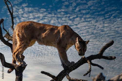 photograph of a puma in the wild