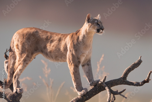 photograph of a puma in the wild