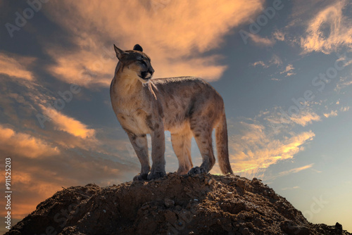 photograph of a puma in the wild