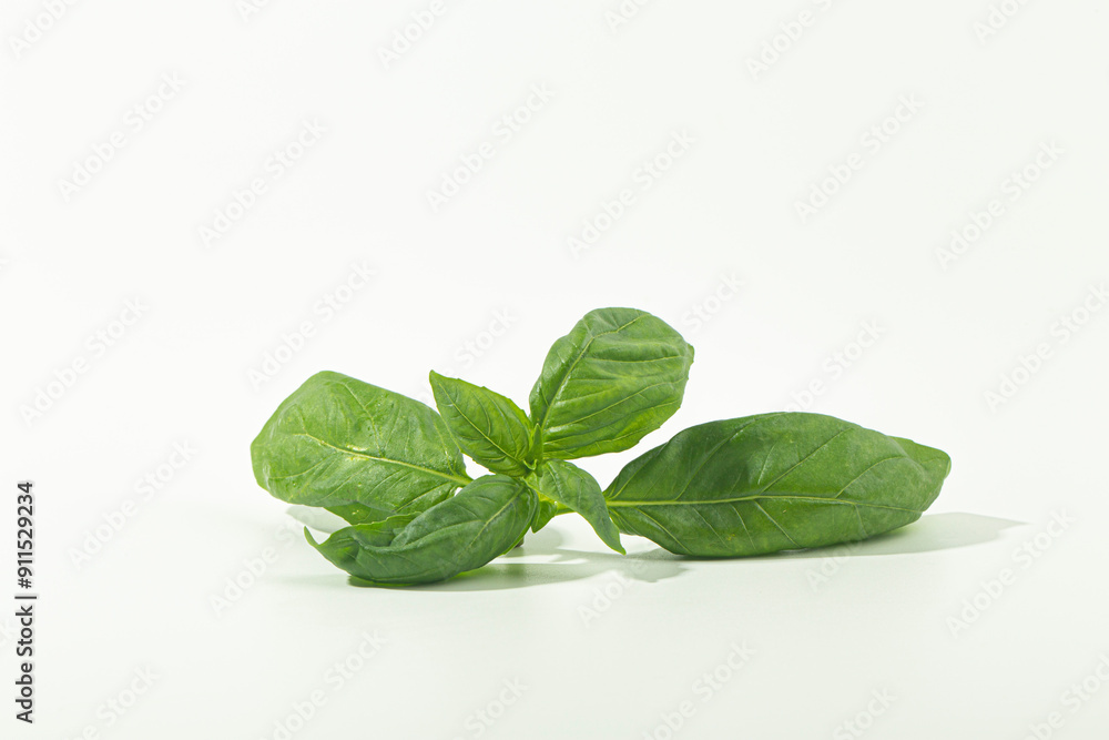 Fresh basil leaf isolated on white background Fresh basil leaf isolated on white background
