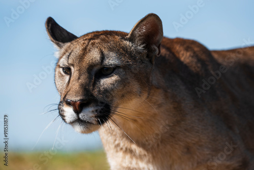 Photography photograph of a puma in the wild