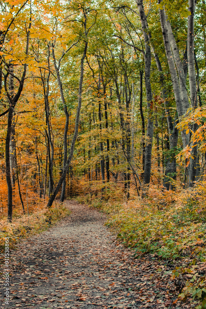 Path in Autumn forest