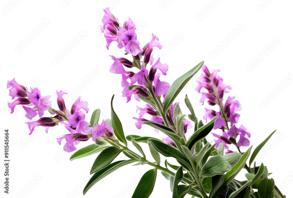 Obraz premium PNG Gladiolus lavender blossom flower.