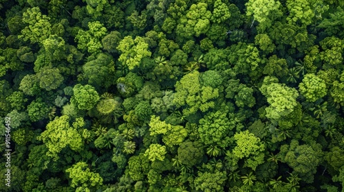 Aerial View of Lush Rainforest Canopy