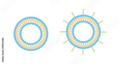 Conventional liposome and PEGylated Liposome, with Polyethylene glycol, hydrophilic head and hydrophobic tail. Phospholipids, Drug encapsulation. Vector illustration.