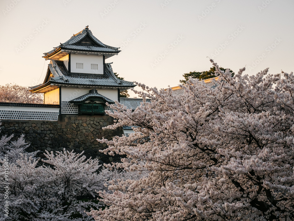 Kanazawa castle during cherry blossom season Kanazawa castle during cherry blossom season