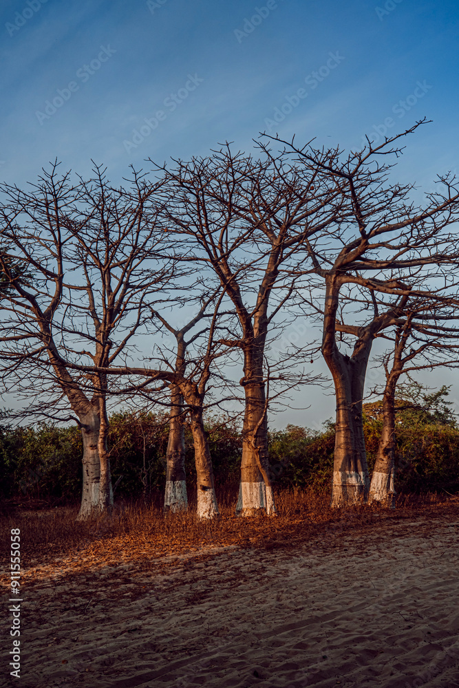 Baobab trees on a Gambian sunset Baobab trees on a Gambian sunset