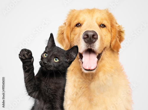 Golden retriever and a black cat together isolated on white background studio shot
