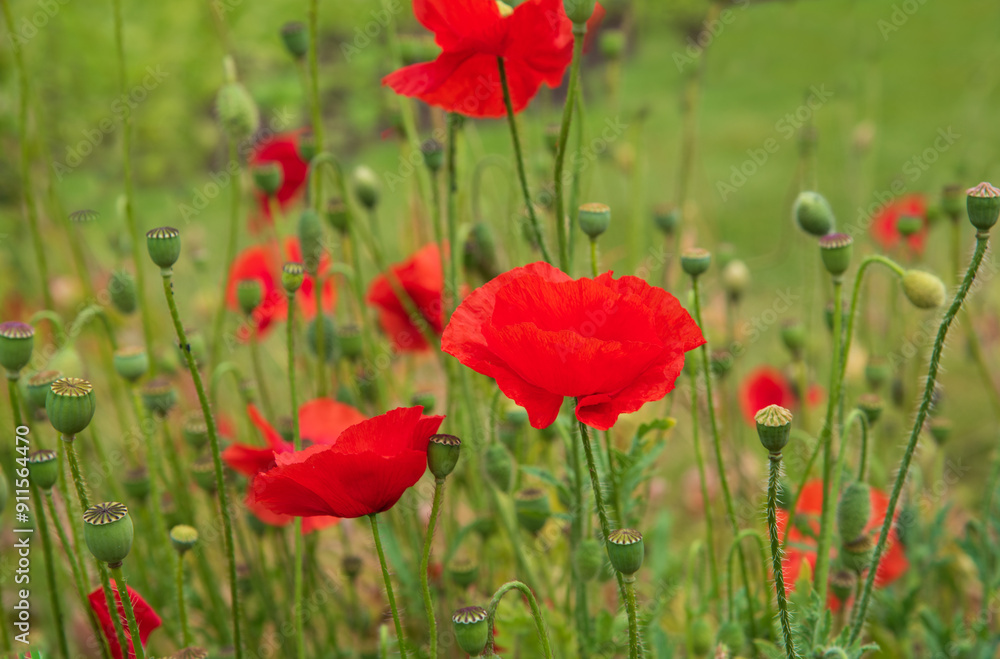 Red poppy flowers blossom in the garden Red poppy flowers blossom in the garden