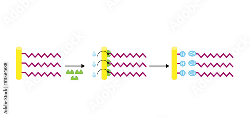 Lipid Digestion. Fat Molecule, triglyceride, Lipase enzyme catalyzes the hydrolysis of fats to Fatty Acids And Glycerol. Colorful scientific diagram. Vector Illustration.