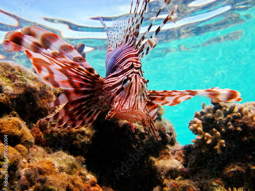 Lion Fish in the Red Sea in clear blue water hunting for food . photo