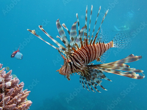 Lion Fish in the Red Sea in clear blue water hunting for food . photo