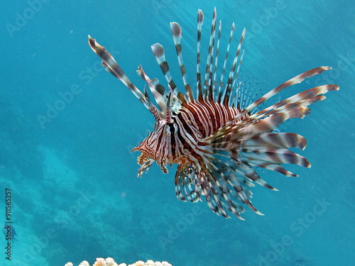 Lion Fish in the Red Sea in clear blue water hunting for food . photo