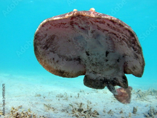 
Stingrays. Leopard Electric Stingray - This electric stingray grows up to 100 cm and feeds on fish and bottom dwellers.
 photo