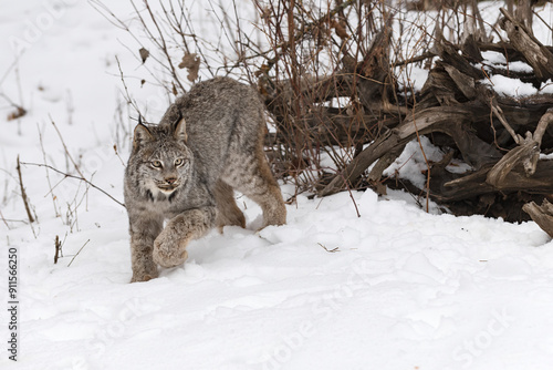 Canadian Lynx (Lynx canadensis) Turns to Walk Away From Root Bundle Winter photo