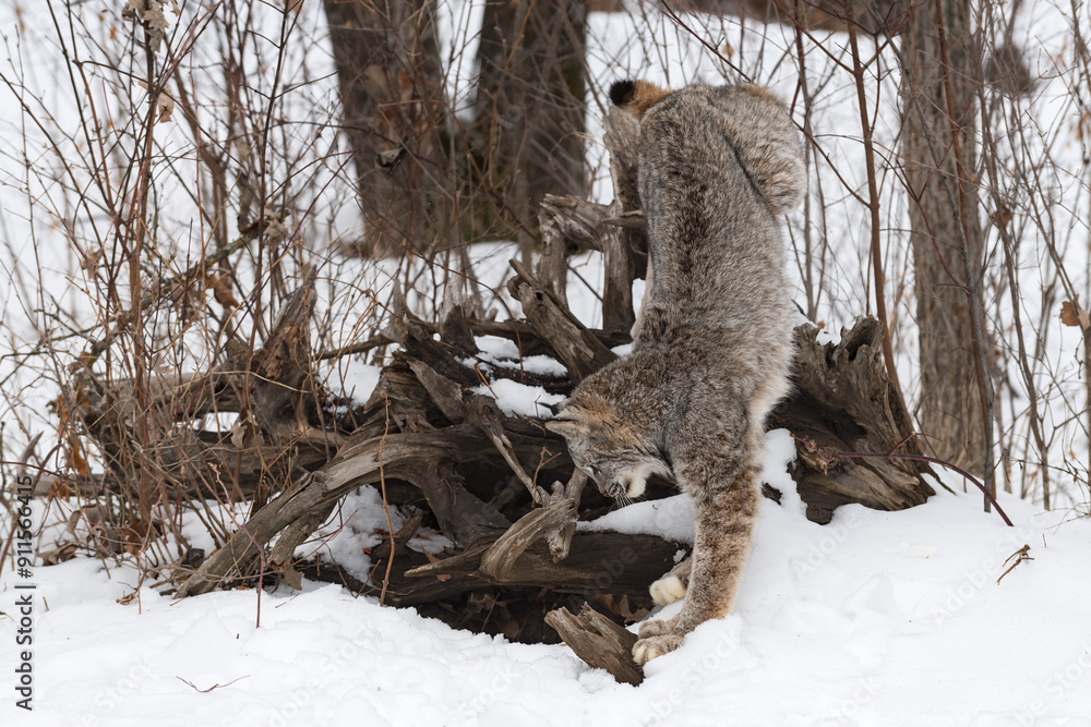 Canadian Lynx (Lynx canadensis) Climbs Down Off Root Bundle Winter