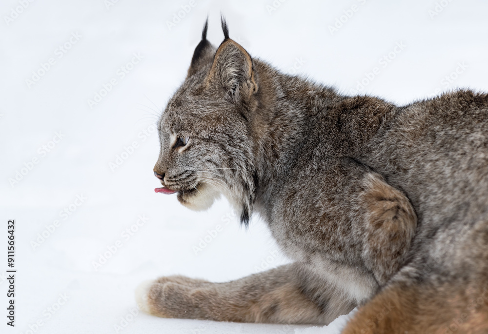 Canadian Lynx (Lynx canadensis) Looks Left Tongue Out Winter