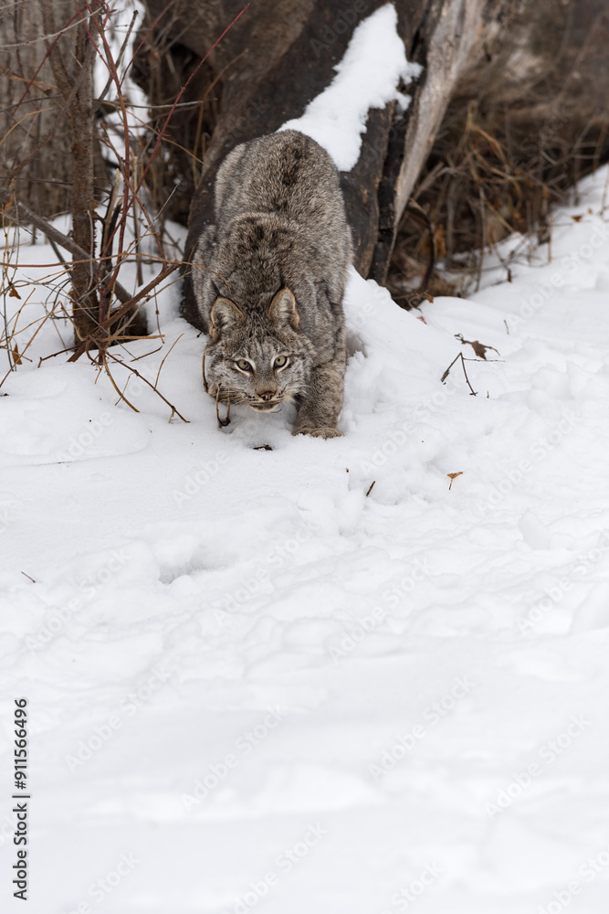 Canadian Lynx (Lynx canadensis) Creeps Out into Snow Copy Space Winter