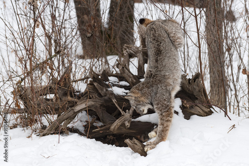 Obraz na płótnie Canadian Lynx (Lynx canadensis) Climbs Down Off Root Bundle Winter w salonie