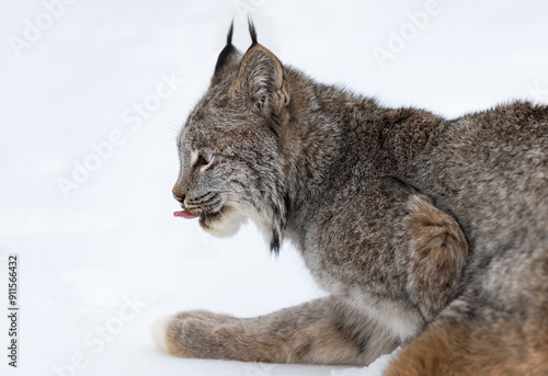 Obraz na płótnie Canadian Lynx (Lynx canadensis) Looks Left Tongue Out Winter w salonie