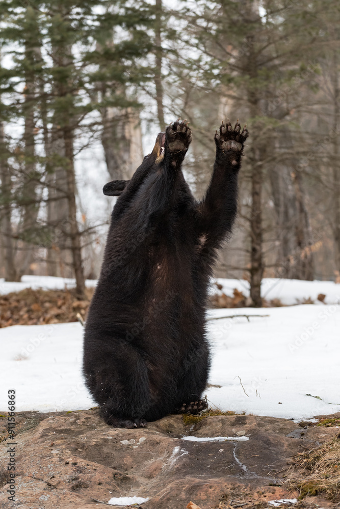 Black Bear (Ursus americanus) Crouches Paws in the Air to the Right Winter