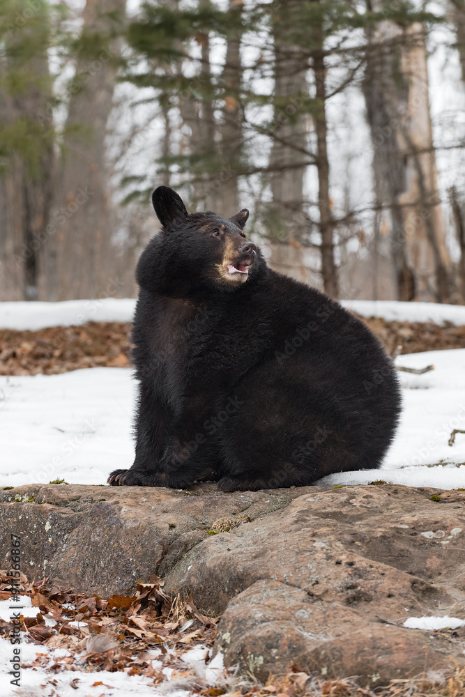 Black Bear (Ursus americanus) Sits Looking Right With Open Mouth Winter