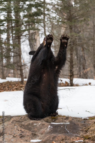 Obraz na płótnie Black Bear (Ursus americanus) Crouches Paws in the Air to the Right Winter w salonie
