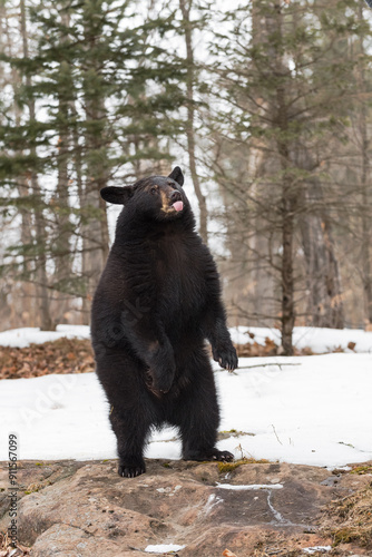 Black Bear (Ursus americanus) Stands Paws Down Tongue Out Winter