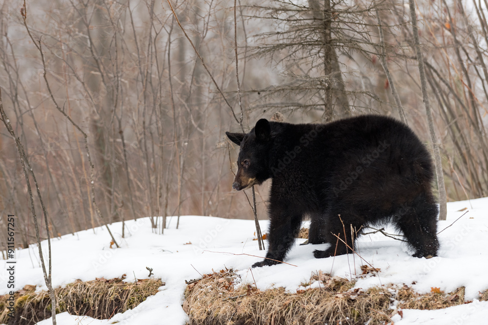 Black Bear (Ursus americanus) Turns to Look Down Embankment Winter