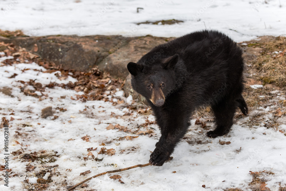 Black Bear (Ursus americanus) Steps Left While Looking Right Winter
