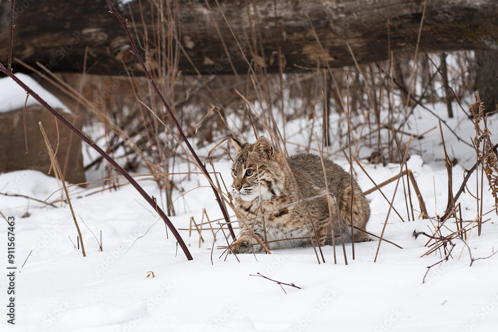 Bobcat (Lynx rufus) Sits Amongst Plant Stalks Winter