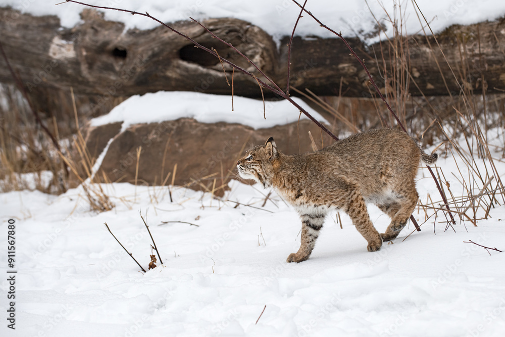 Bobcat (Lynx rufus) Looks Up While Walking Left Winter