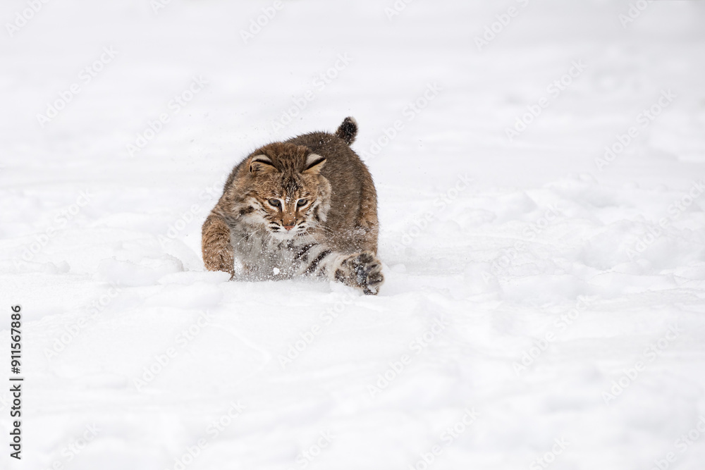 Bobcat (Lynx rufus) Makes a Grab in the Snow Winter