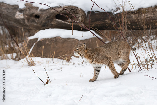 Obraz na płótnie Bobcat (Lynx rufus) Looks Up While Walking Left Winter w salonie