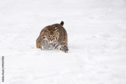 Obraz na płótnie Bobcat (Lynx rufus) Makes a Grab in the Snow Winter w salonie