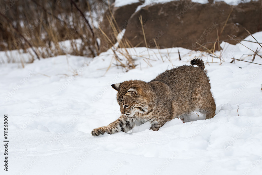 Bobcat (Lynx rufus) Reaches Out to Grab in the Snow Winter