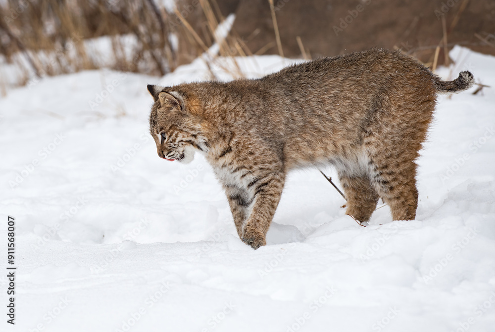 Bobcat (Lynx rufus) Looks Down Into Snow Licking Chops Winter